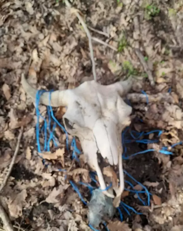 Masacru la ferma de bizoni din Cluj, cauzat de un fost chestor de poliție